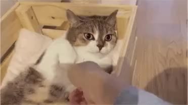 GIF Preview
