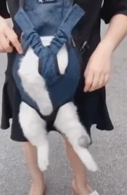 GIF Preview