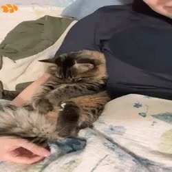 GIF Preview