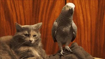 GIF Preview