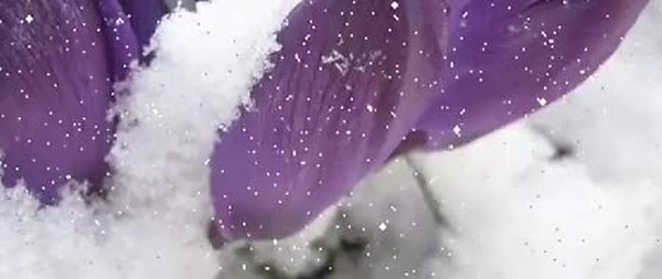 GIF Preview