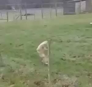 GIF Preview