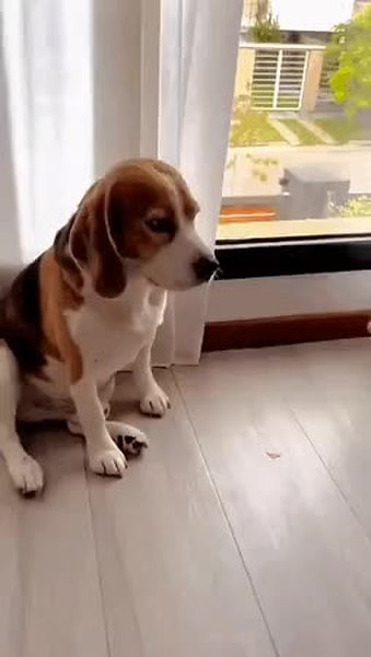 GIF Preview