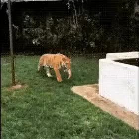 GIF Preview