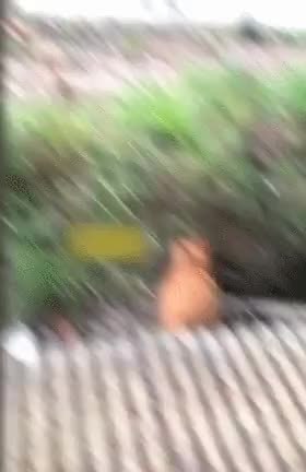 GIF Preview
