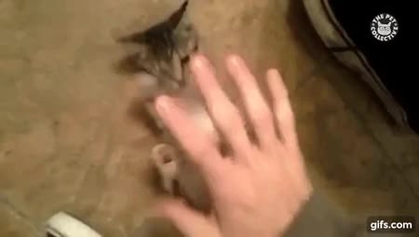 GIF Preview