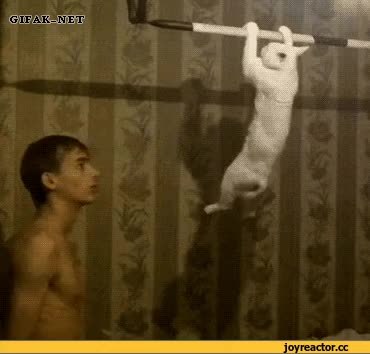 GIF Preview